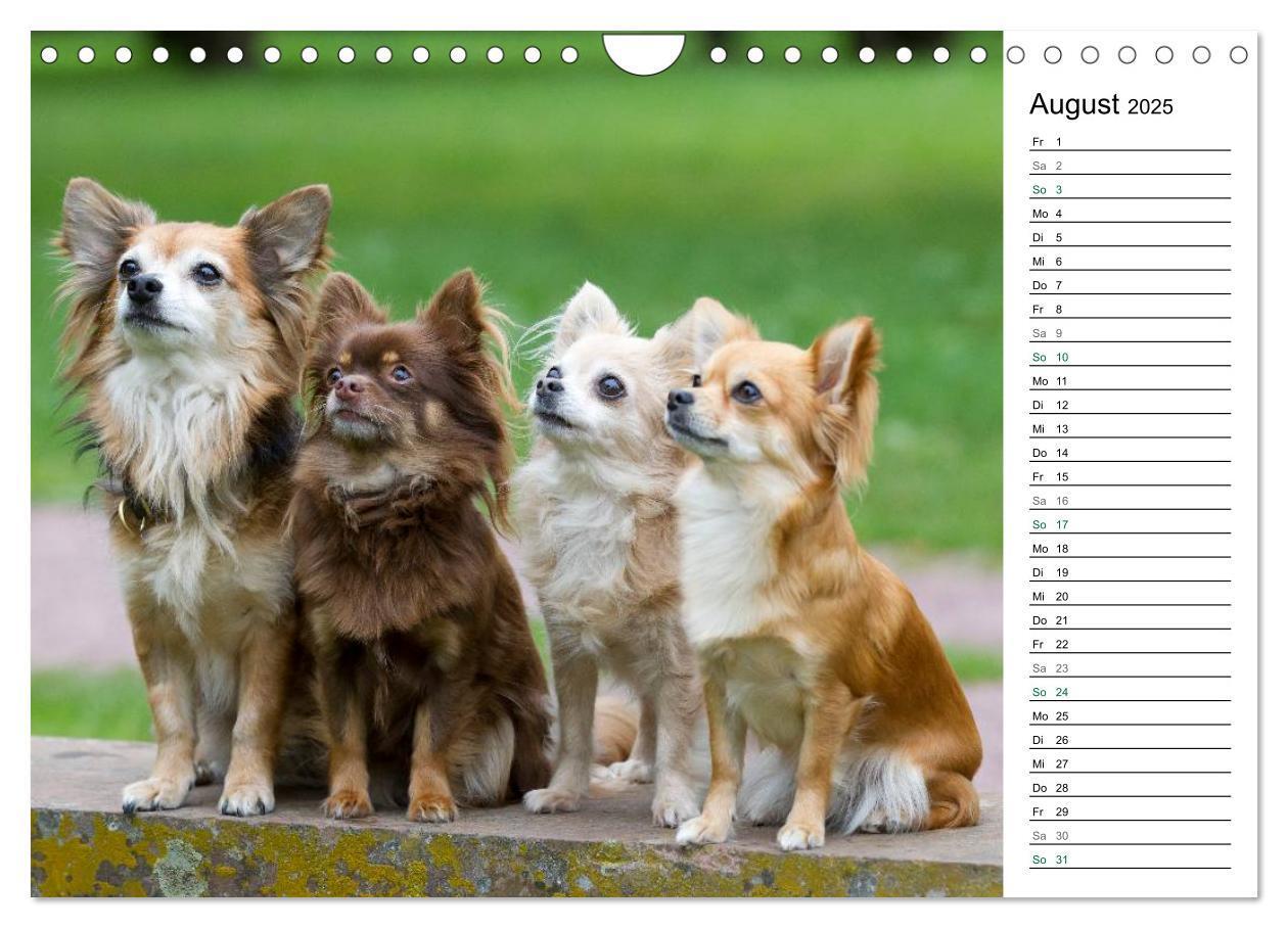 Bild: 9783435557295 | Chihuahuas - kleine Herzensbrecher (Wandkalender 2025 DIN A4 quer),...