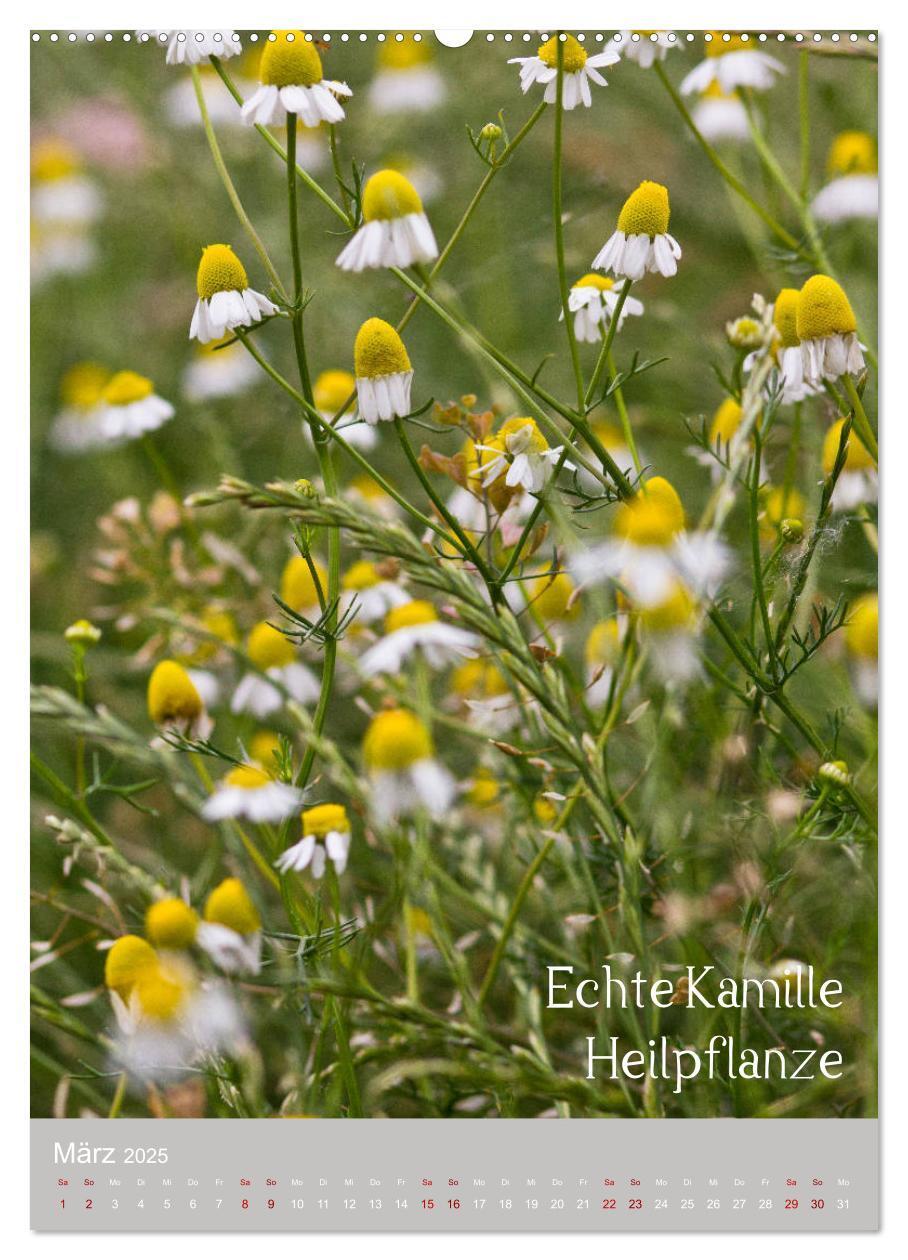 Bild: 9783457003107 | Unkräuter ¿ Nützliche Schönheiten auf der Wiese (Wandkalender 2025...