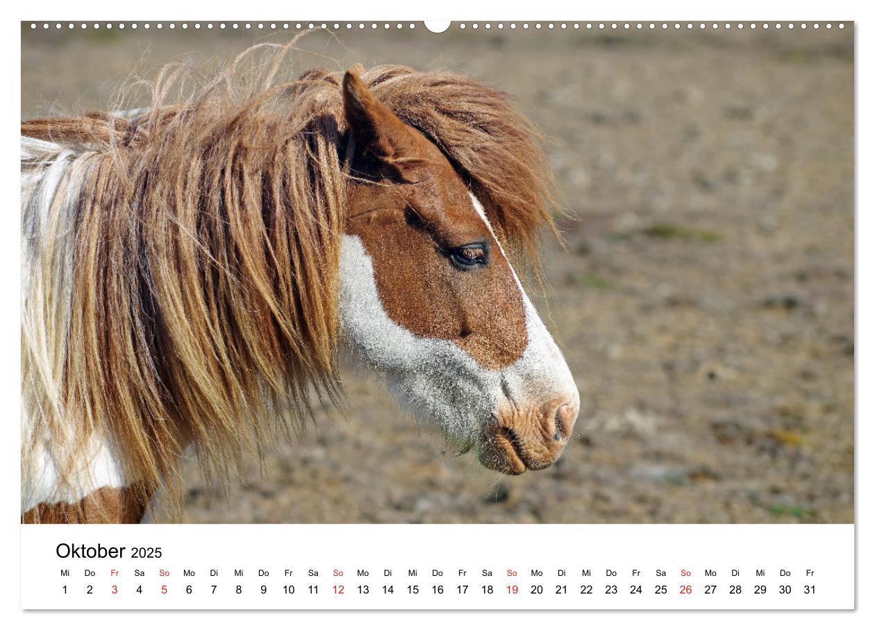 Bild: 9783435613274 | Die Pferde Islands - Ein Streifzug durch Island (Wandkalender 2025...