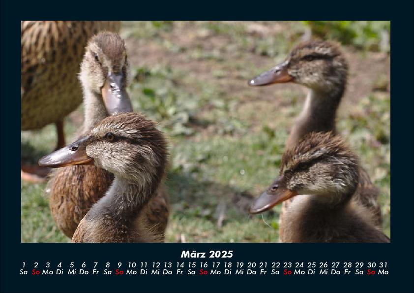 Bild: 9783755989561 | Enten 2025 Fotokalender DIN A4 | Tobias Becker | Kalender | Kalender