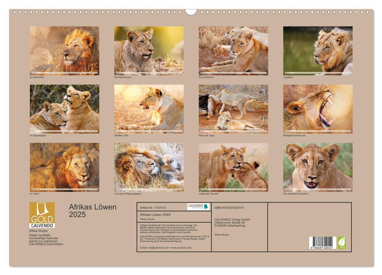 Bild: 9783435329151 | Afrikas Löwen 2025 (Wandkalender 2025 DIN A2 quer), CALVENDO...