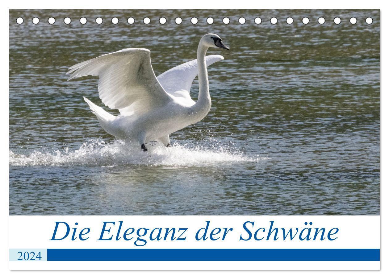 Cover: 9783675502383 | Die Eleganz der Schwäne (Tischkalender 2024 DIN A5 quer), CALVENDO...