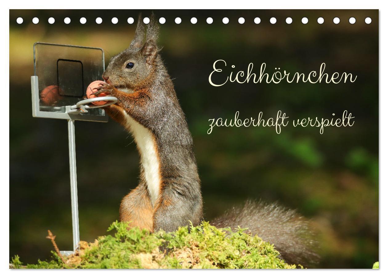 Cover: 9783675933088 | Eichhörnchen - zauberhaft verspielt (Tischkalender 2024 DIN A5...