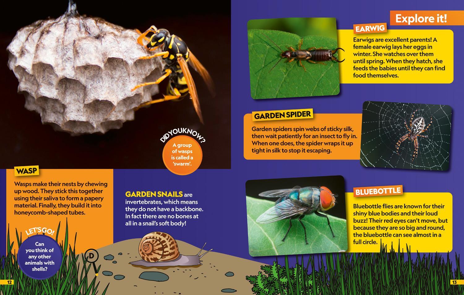Bild: 9780008554378 | Insects Find it! Explore it! | National Geographic Kids | Taschenbuch