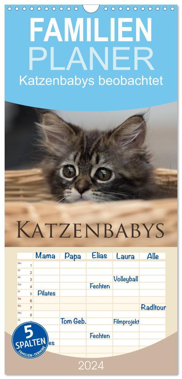 Cover: 9783383083648 | Familienplaner 2024 - Katzenbabys beobachtet mit 5 Spalten...