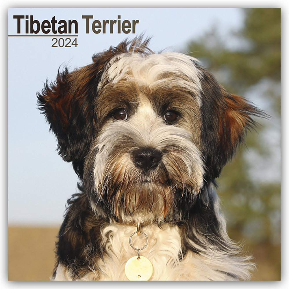 Cover: 9781804600993 | Tibetan Terrier - Tibet Terrier 2024 - 16-Monatskalender | Publishing