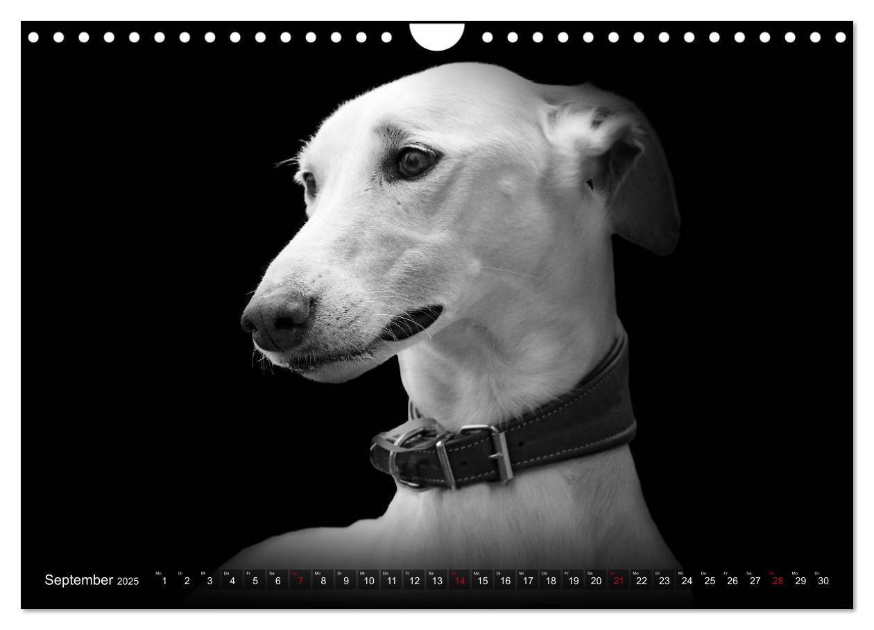 Bild: 9783383824074 | Galgo Español - der spanische Windhund 2025 (Wandkalender 2025 DIN...