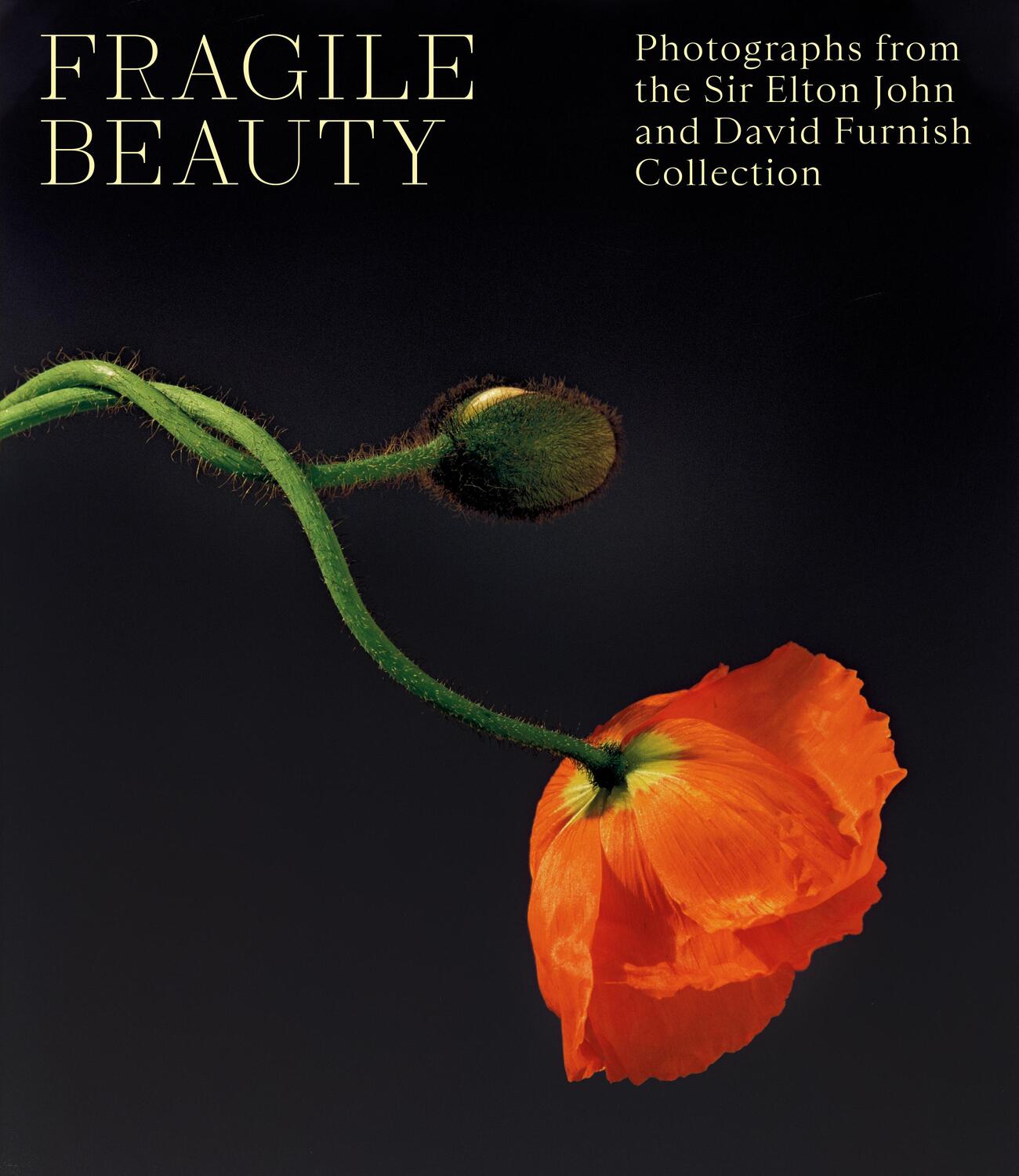 Cover: 9781838510466 | Fragile Beauty | Lydia Caston (u. a.) | Buch | 256 S. | Englisch