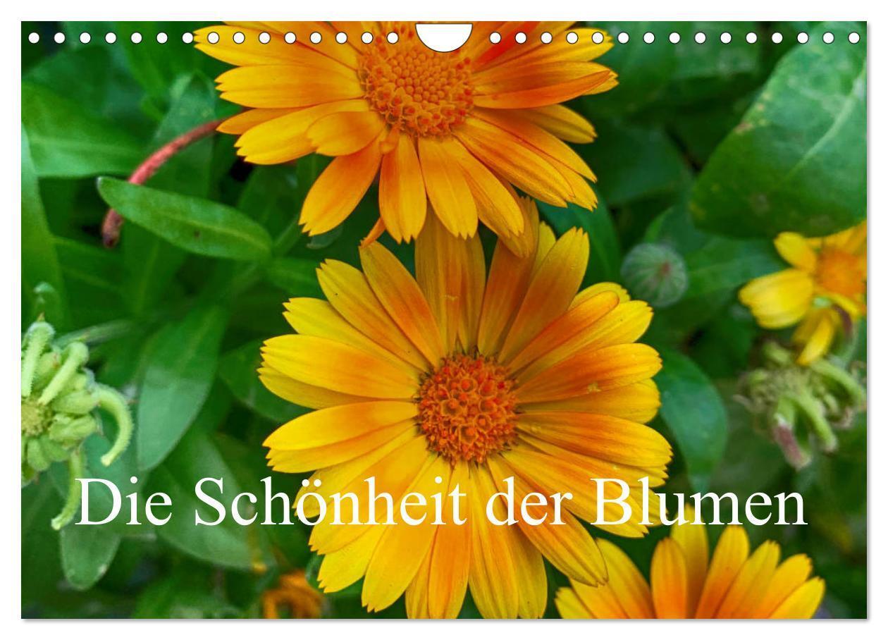 Cover: 9783675675124 | Die Schönheit der Blumen (Wandkalender 2024 DIN A4 quer), CALVENDO...