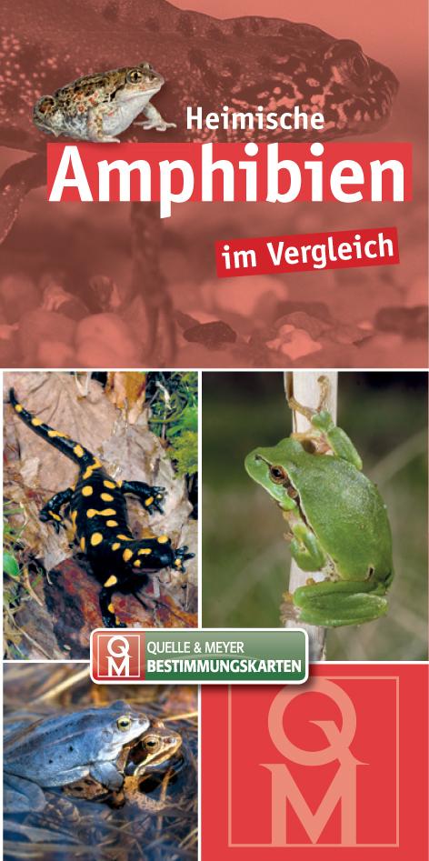 Cover: 9783494016795 | Heimische Amphibien im Vergleich | Taschenbuch | Leporello | 8 S.