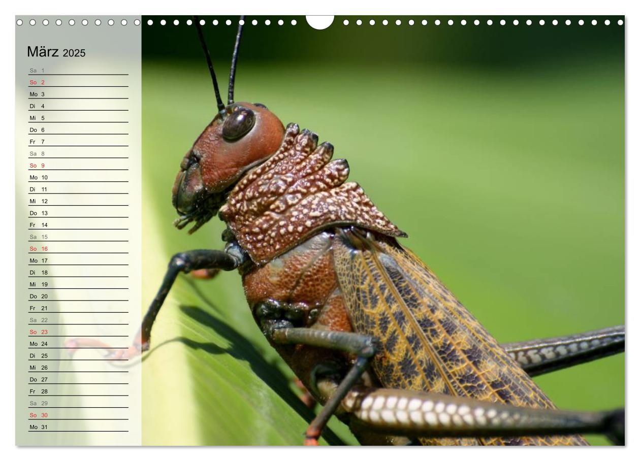 Bild: 9783435488971 | Die geheimnisvolle Welt der Insekten (Wandkalender 2025 DIN A3...