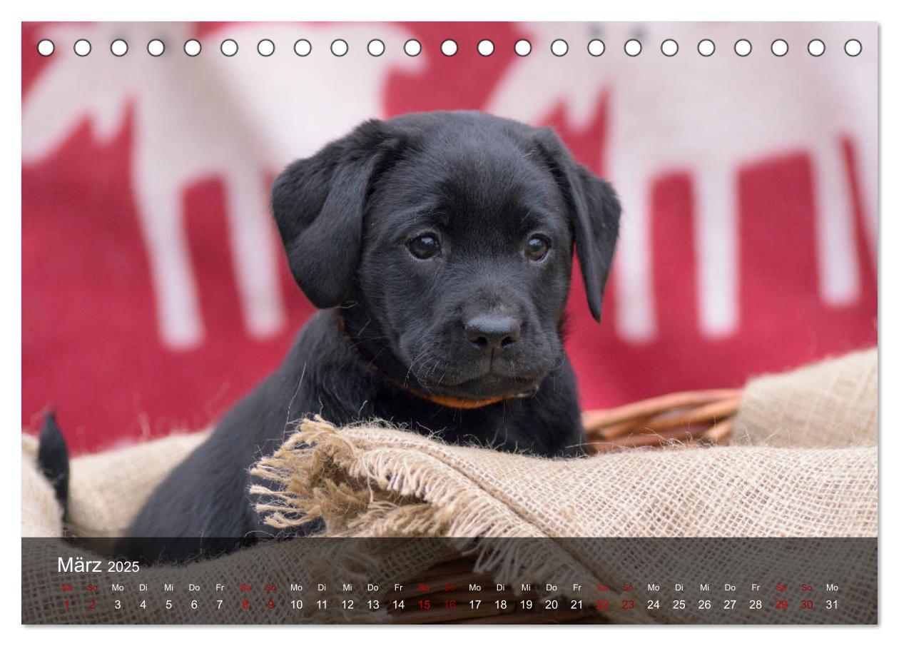 Bild: 9783435453672 | Labrador Retriever Welpen (Tischkalender 2025 DIN A5 quer),...