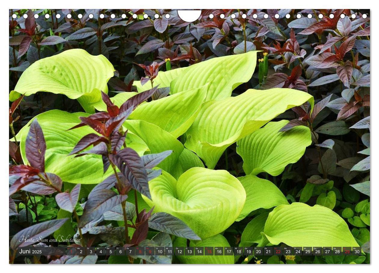 Bild: 9783435576814 | Hosta Staude mit Herz (Wandkalender 2025 DIN A4 quer), CALVENDO...