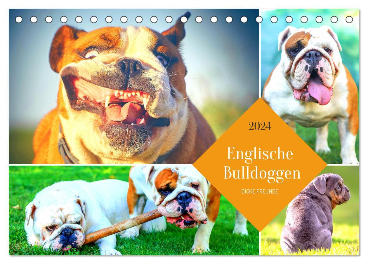 Cover: 9783675506862 | Dicke Freunde. Englische Bulldoggen (Tischkalender 2024 DIN A5...