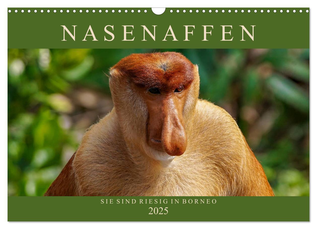 Cover: 9783435219087 | Nasenaffen von Borneo (Wandkalender 2025 DIN A3 quer), CALVENDO...