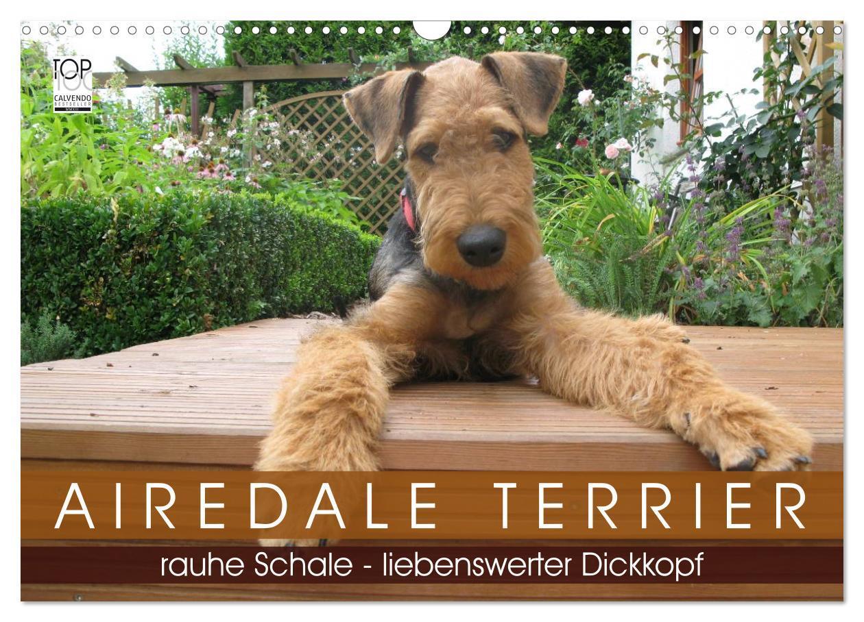 Cover: 9783675765603 | Airedale Terrier (Wandkalender 2024 DIN A3 quer), CALVENDO...