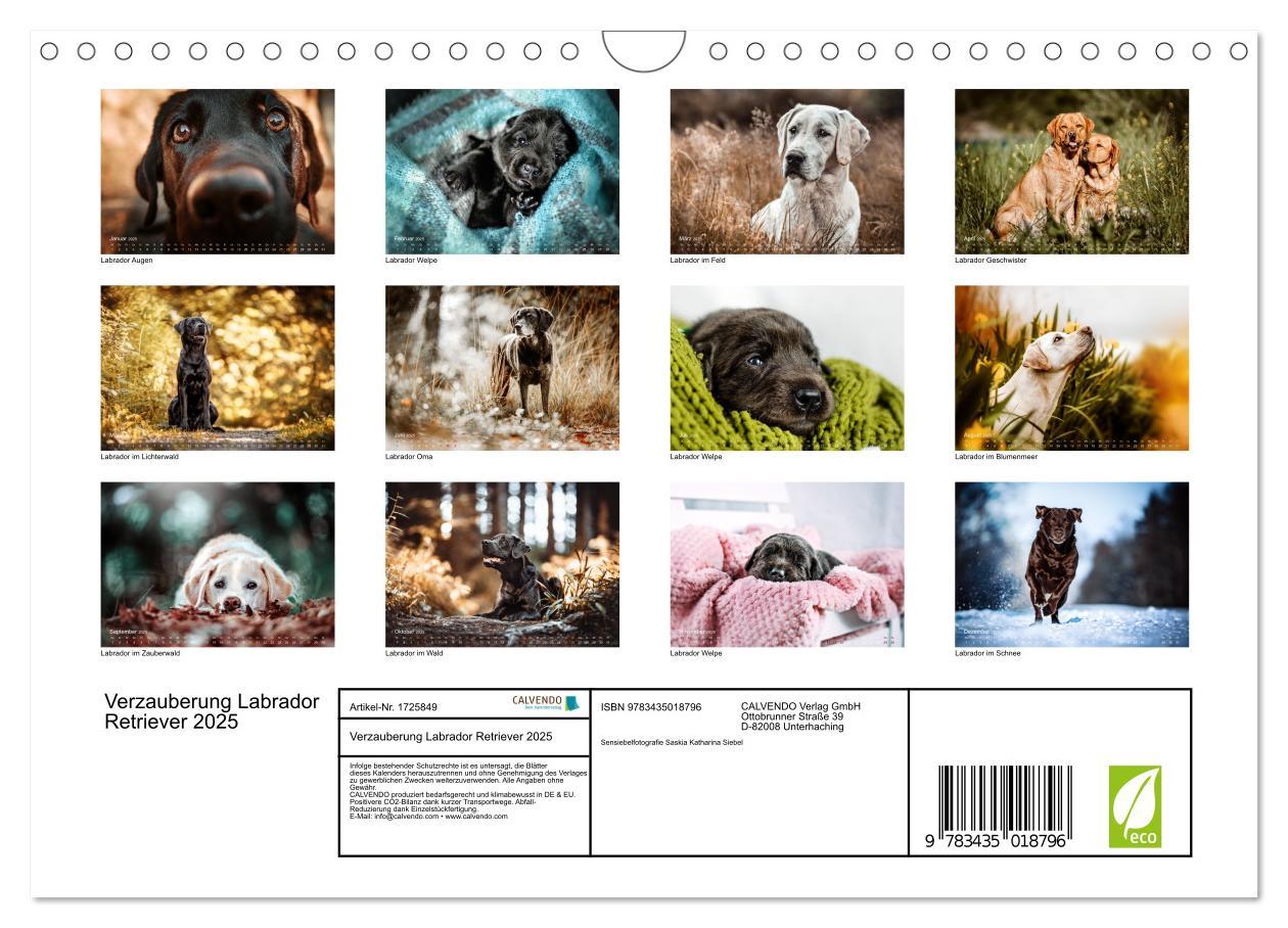 Bild: 9783435018796 | Verzauberung Labrador Retriever 2025 (Wandkalender 2025 DIN A4...