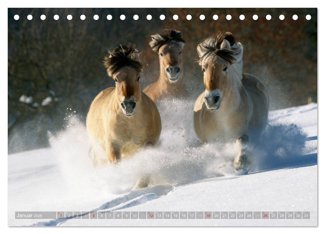 Bild: 9783435752515 | Fjordpferde - Norweger (Tischkalender 2025 DIN A5 quer), CALVENDO...