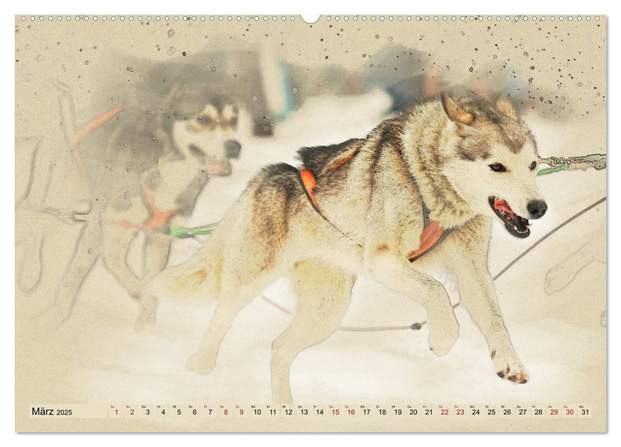 Bild: 9783435705955 | Schlittenhunde 2025 (Wandkalender 2025 DIN A2 quer), CALVENDO...