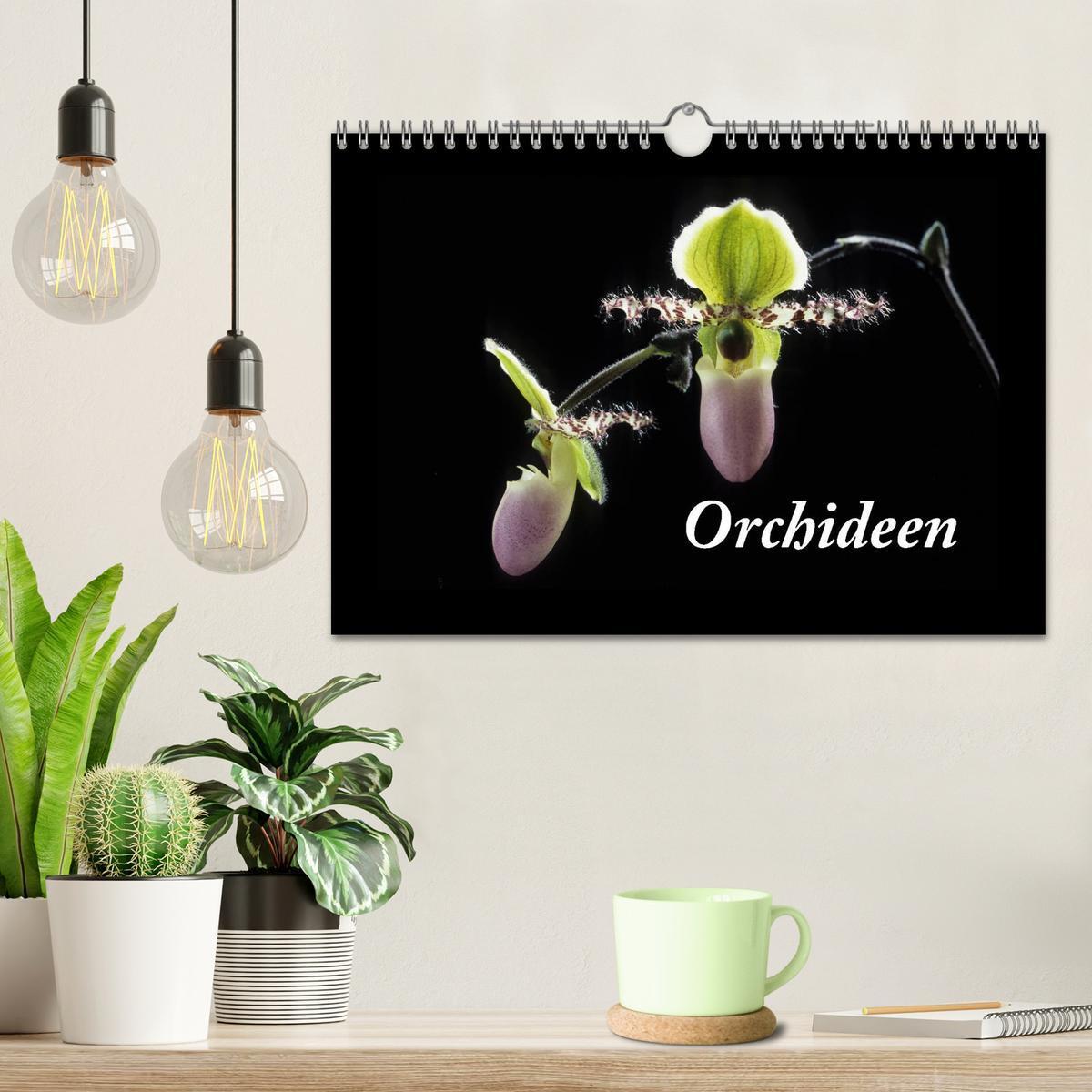 Bild: 9783435820474 | Orchideen 2025 (Wandkalender 2025 DIN A4 quer), CALVENDO...