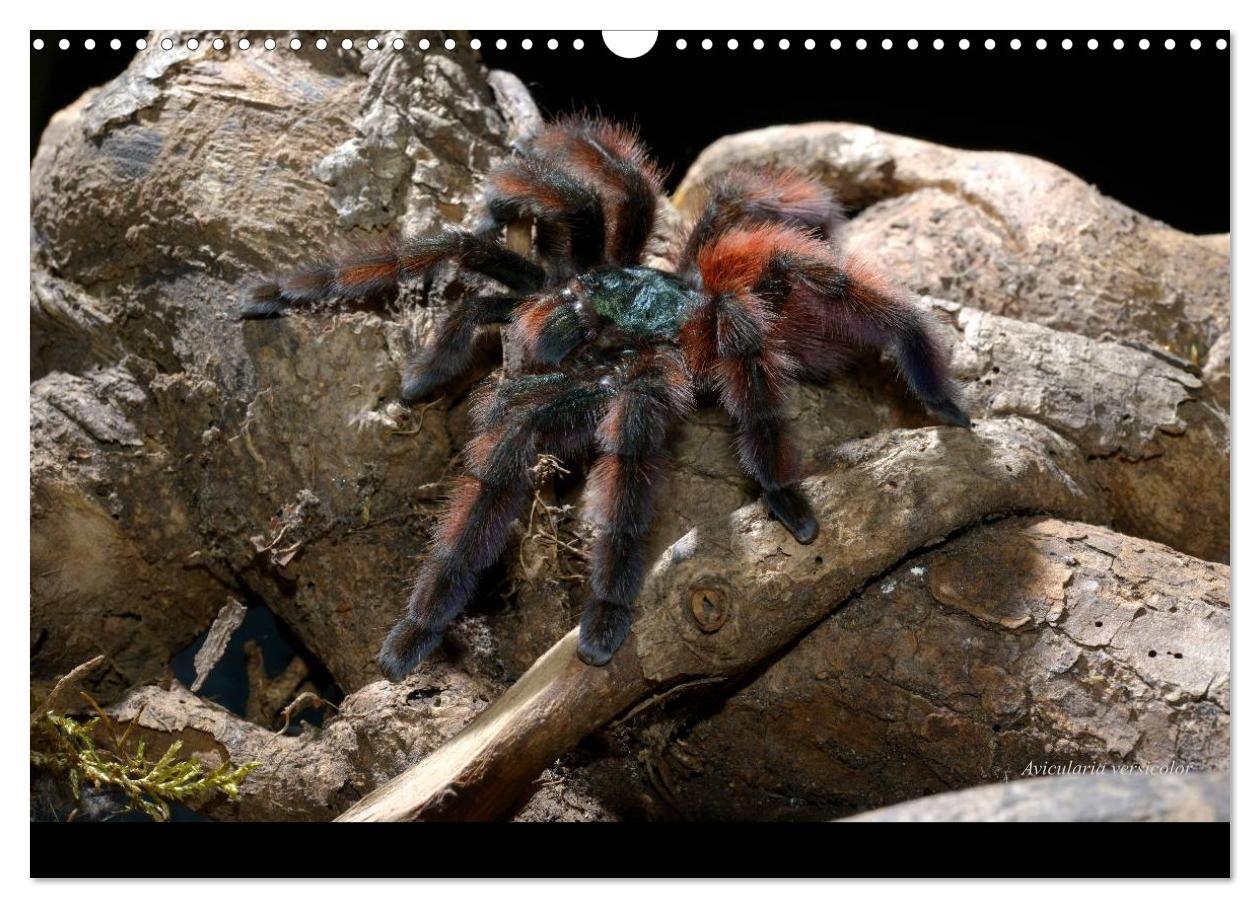 Bild: 9783435775866 | Vogelspinnen - Tarantulas (Wandkalender 2025 DIN A3 quer), CALVENDO...