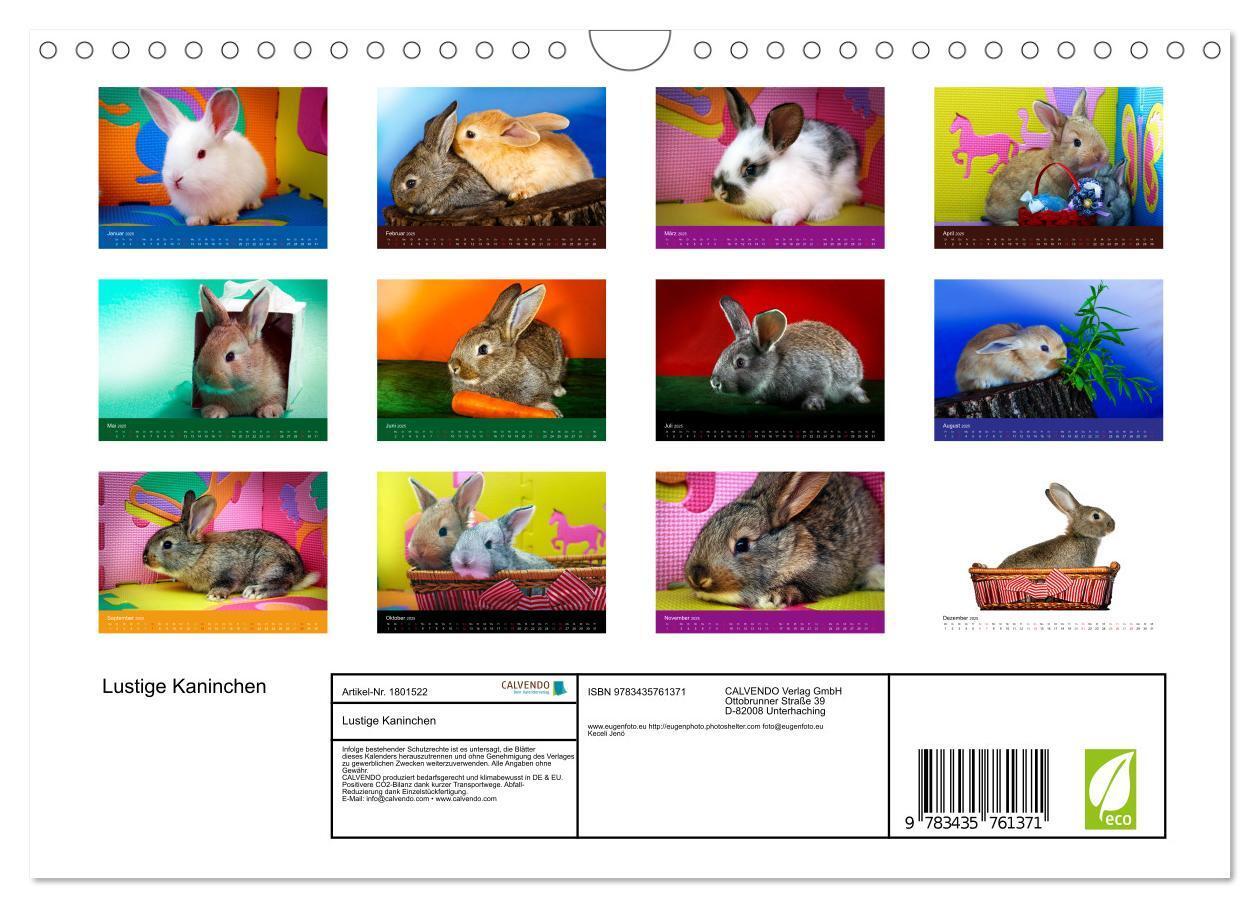 Bild: 9783435761371 | Lustige Kaninchen (Wandkalender 2025 DIN A4 quer), CALVENDO...