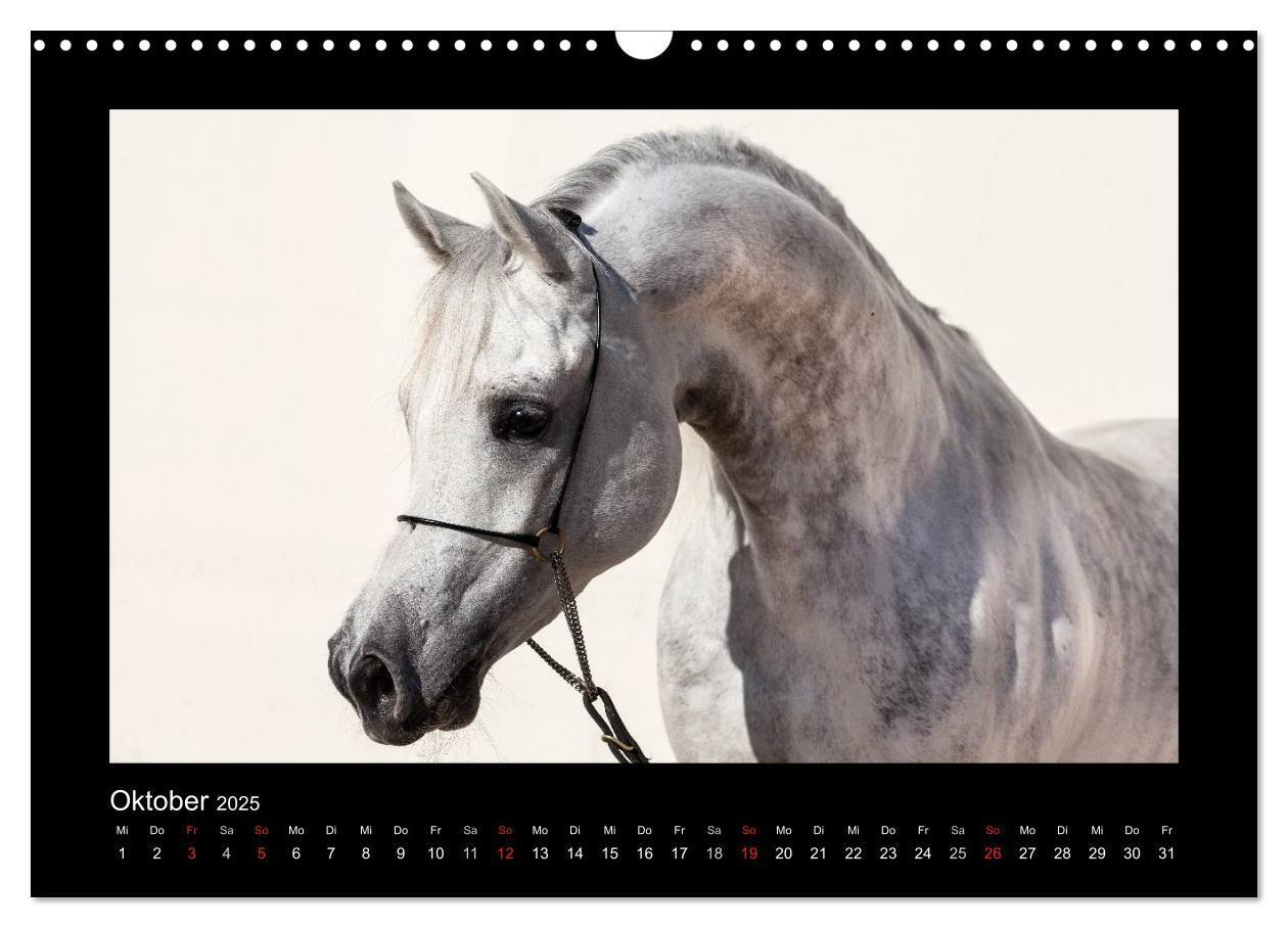 Bild: 9783435789412 | Vollblutaraber (Wandkalender 2025 DIN A3 quer), CALVENDO...