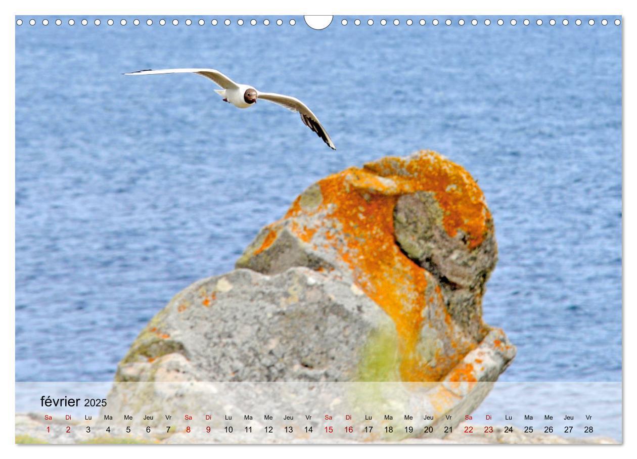 Bild: 9781325935383 | Collection Terre BRETAGNE (Calendrier mural 2025 DIN A3 vertical),...