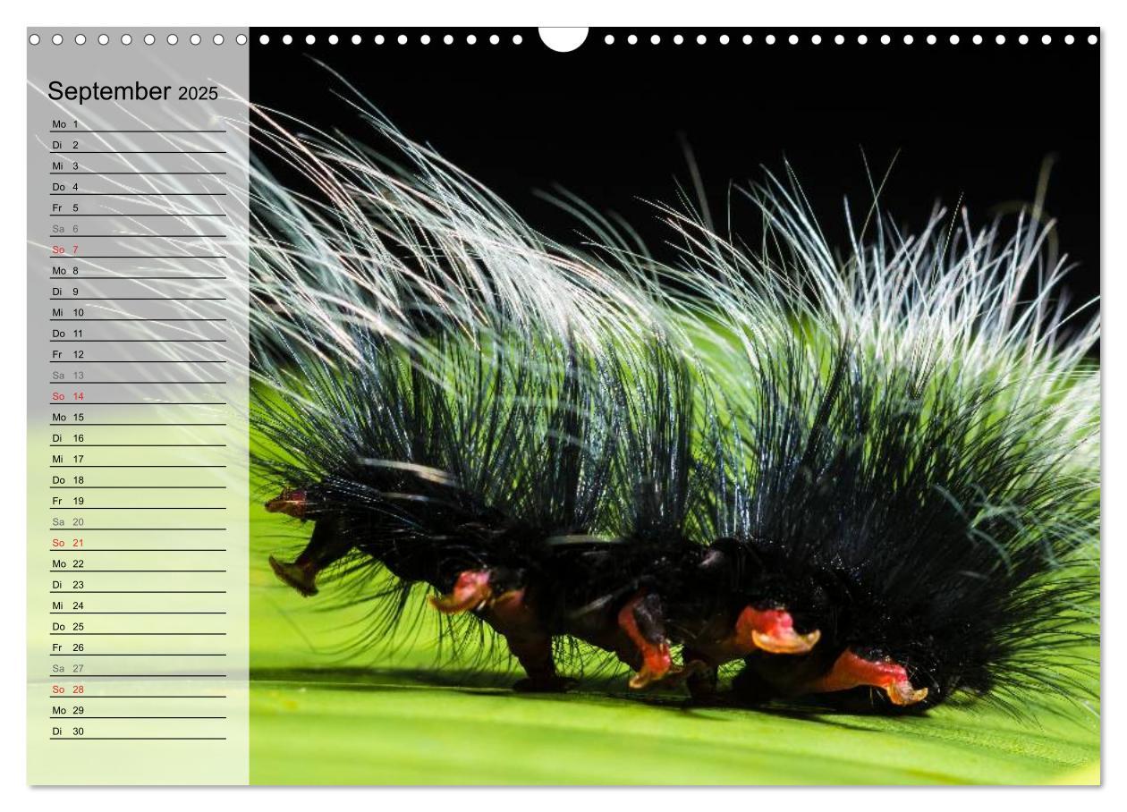 Bild: 9783435488971 | Die geheimnisvolle Welt der Insekten (Wandkalender 2025 DIN A3...