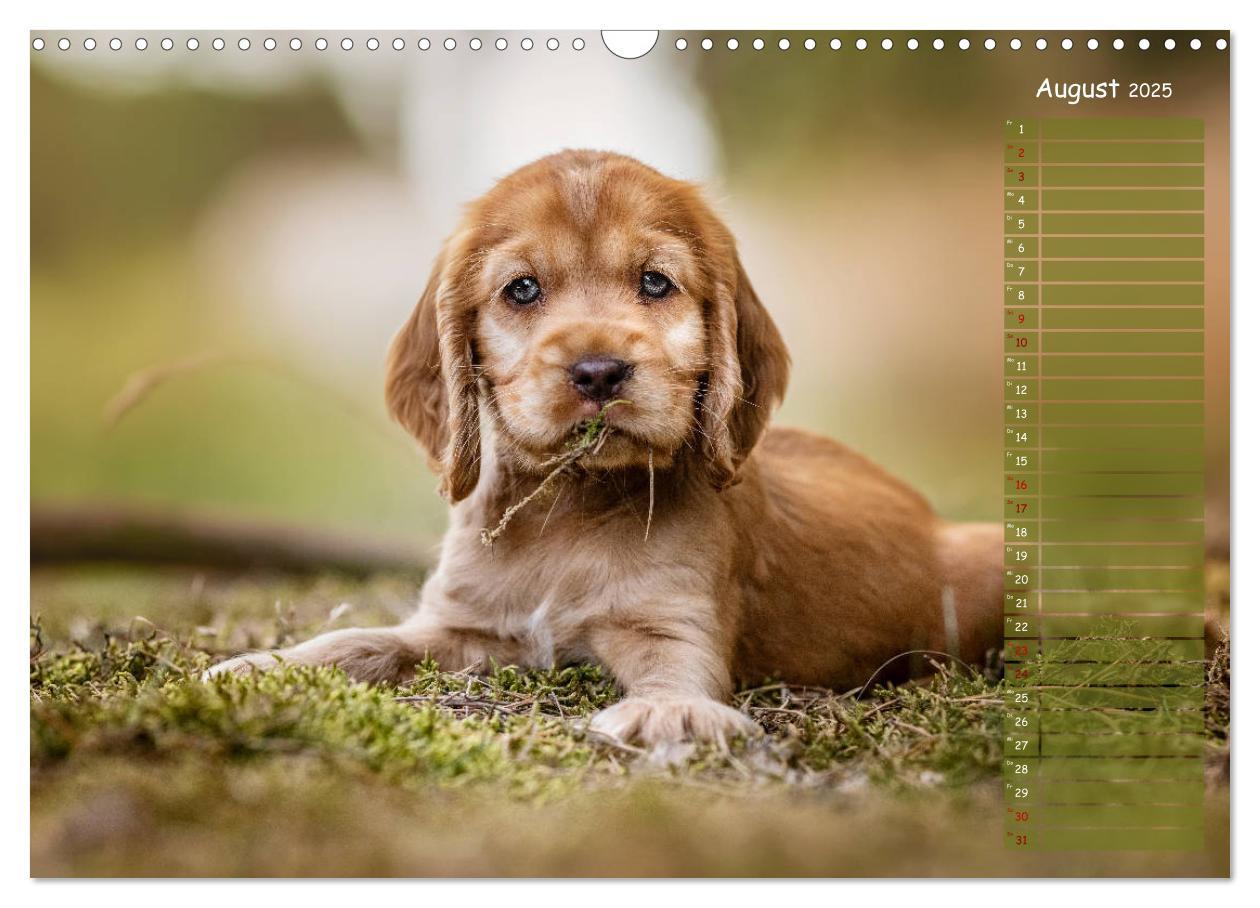 Bild: 9783435119509 | English Cocker Spaniel Welpen (Wandkalender 2025 DIN A3 quer),...