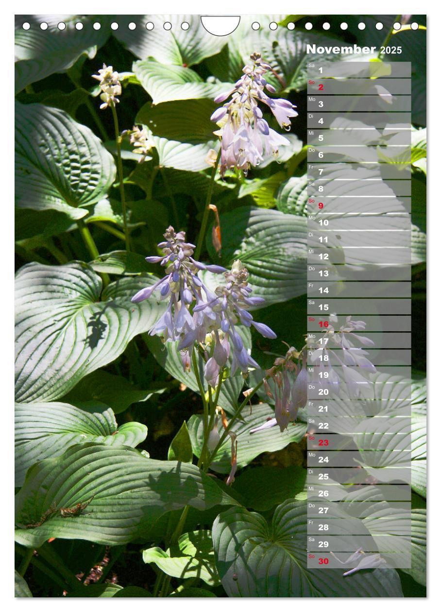 Bild: 9783435974887 | Hostas Herzblattlilien Funkien (Wandkalender 2025 DIN A4 hoch),...