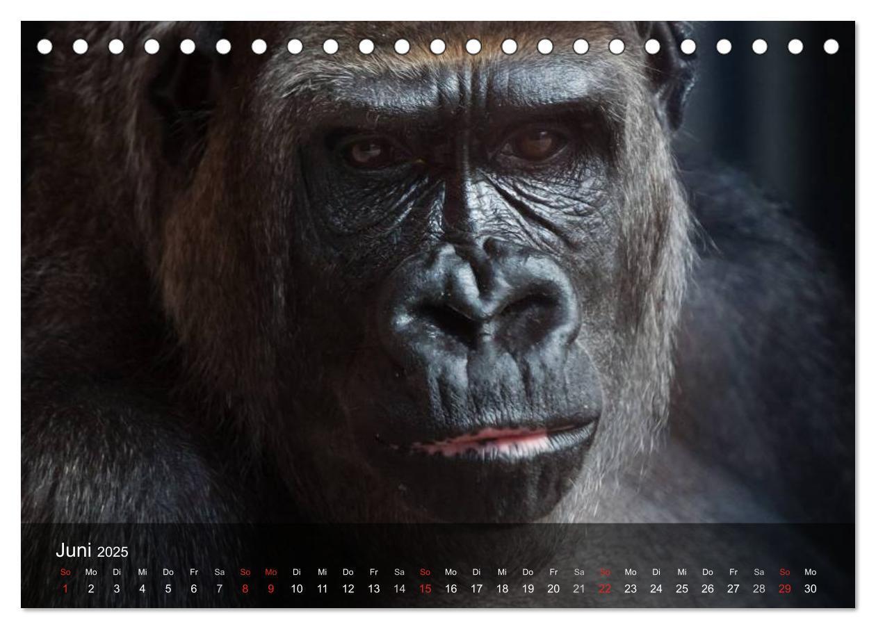 Bild: 9783435623068 | Menschenaffen. Gorillas, Schimpansen, Orang-Utans (Tischkalender...