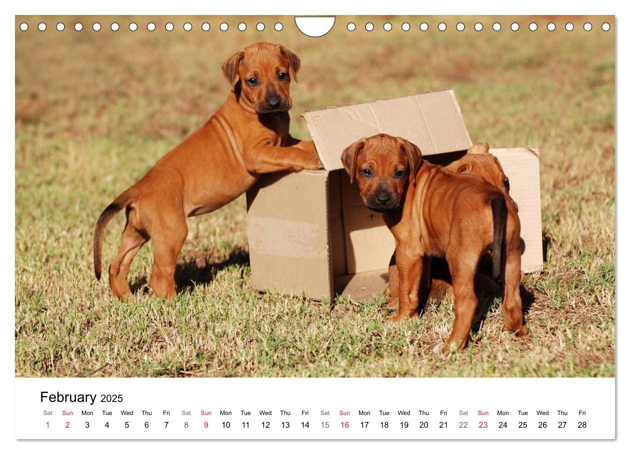 Bild: 9781325960699 | Rhodesian Ridgeback Puppies (Wall Calendar 2025 DIN A4 landscape),...