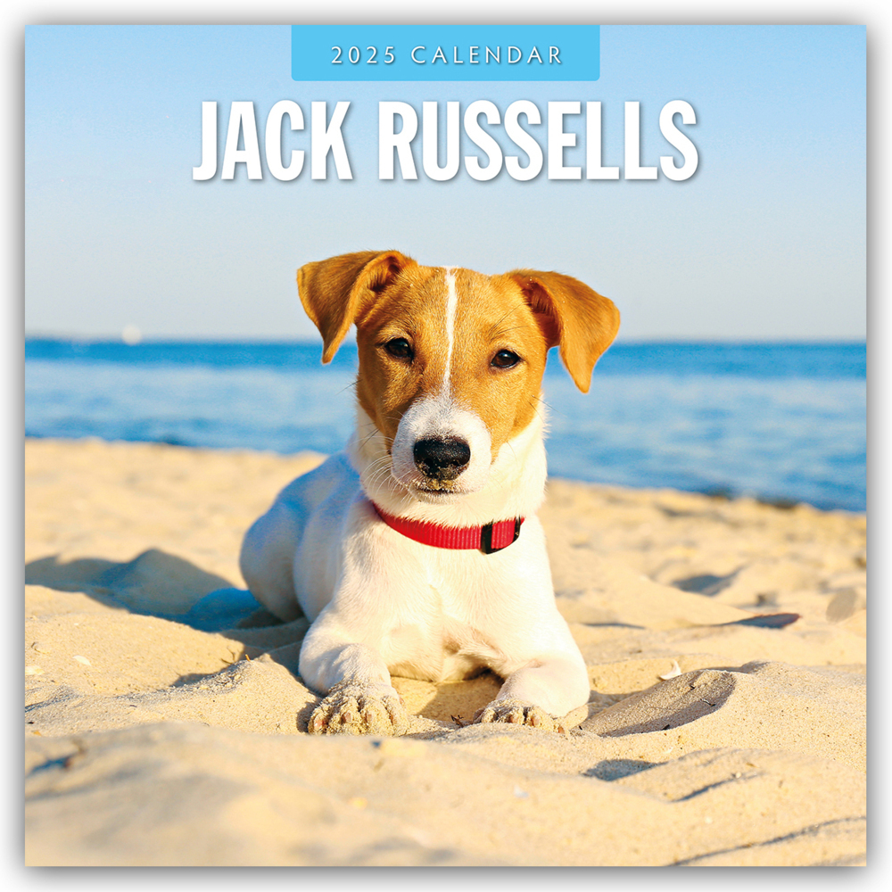 Cover: 9781804424780 | Jack Russells - Jack Russell Terrier 2025 - 16-Monatskalender | Red