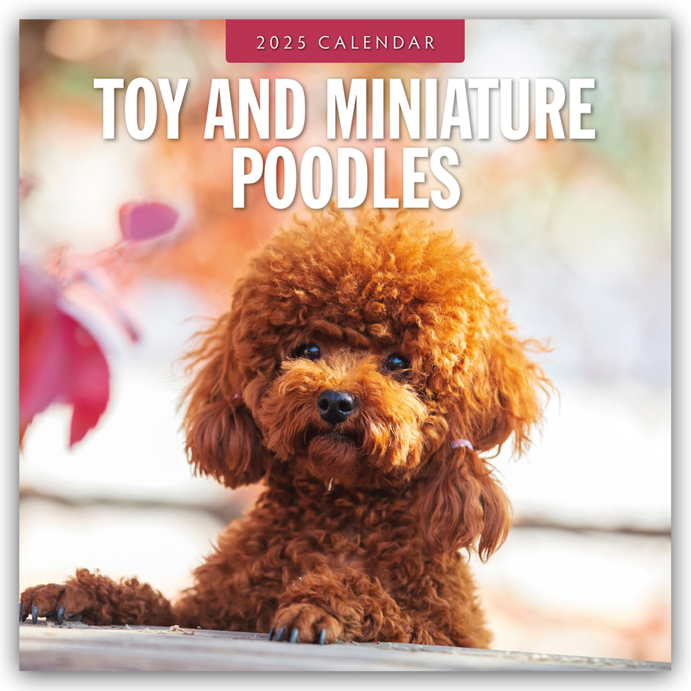 Cover: 9781804425176 | Toy and Miniature Poodles - Zwergpudel 2025 - 16-Monatskalender | Ltd