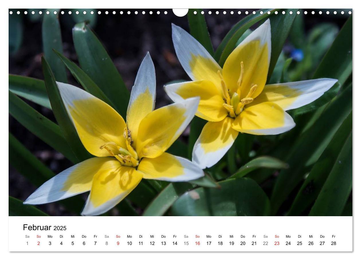 Bild: 9783435466269 | Paradies Naturgarten (Wandkalender 2025 DIN A3 quer), CALVENDO...