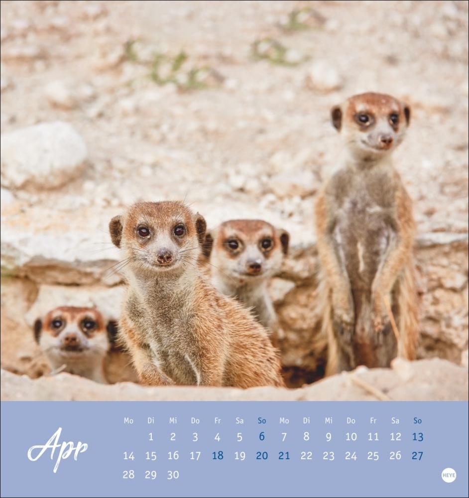 Bild: 9783756407163 | Erdmännchen Postkartenkalender 2025 | Kalender | Spiralbindung | 13 S.