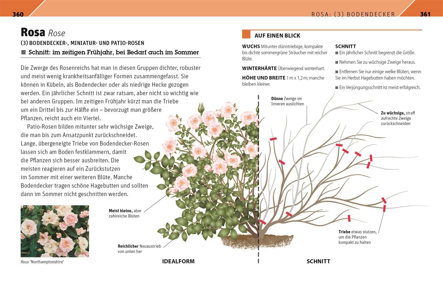 Bild: 9783831042647 | Gartenwissen Pflanzenschnitt | Andrew Mikolajski | Taschenbuch | 2021