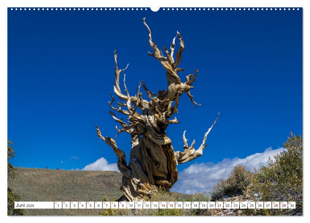 Bild: 9783457218136 | Juwelen der Sierra Nevada (hochwertiger Premium Wandkalender 2025...