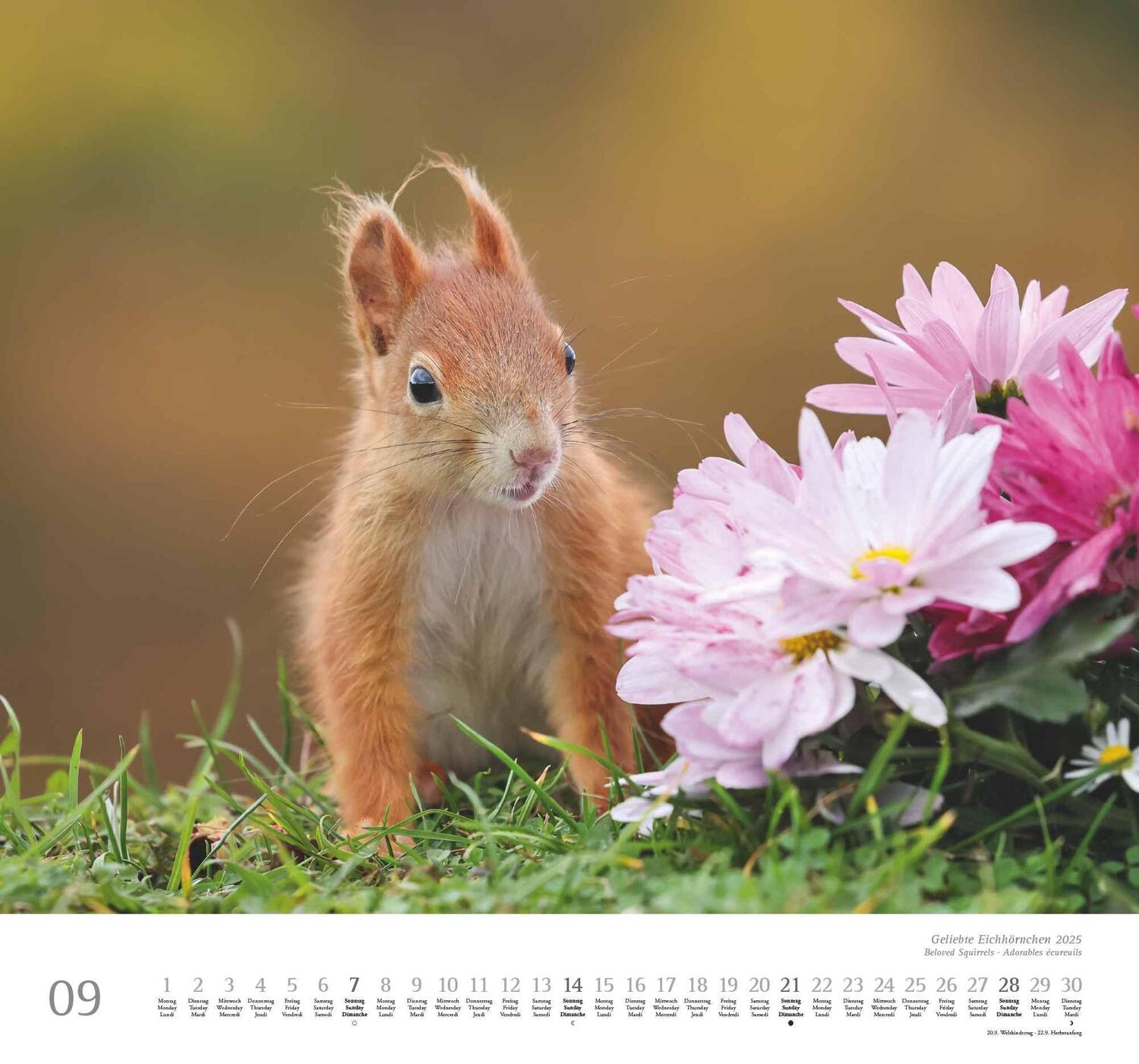 Bild: 4250809652696 | Geliebte Eichhörnchen 2025 - DUMONT Wandkalender - mit den...