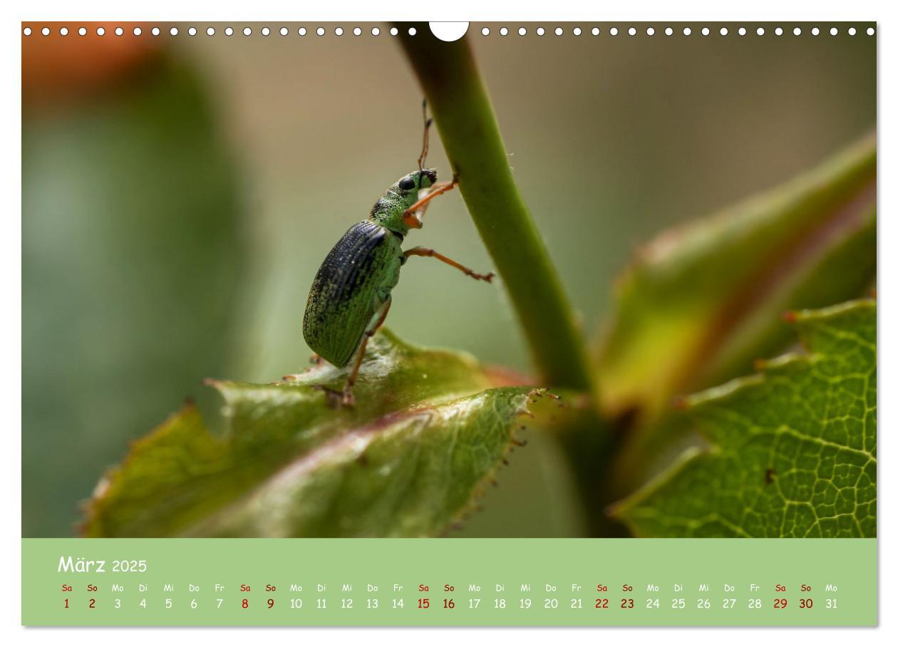 Bild: 9783435072873 | Insekten - Kleine Wunder (Wandkalender 2025 DIN A3 quer), CALVENDO...