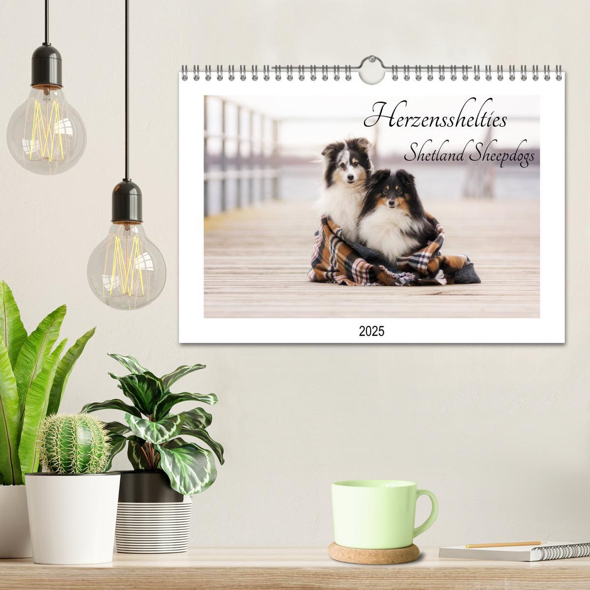 Bild: 9783435308309 | Herzensshelties - Shetland Sheepdogs (Wandkalender 2025 DIN A4...