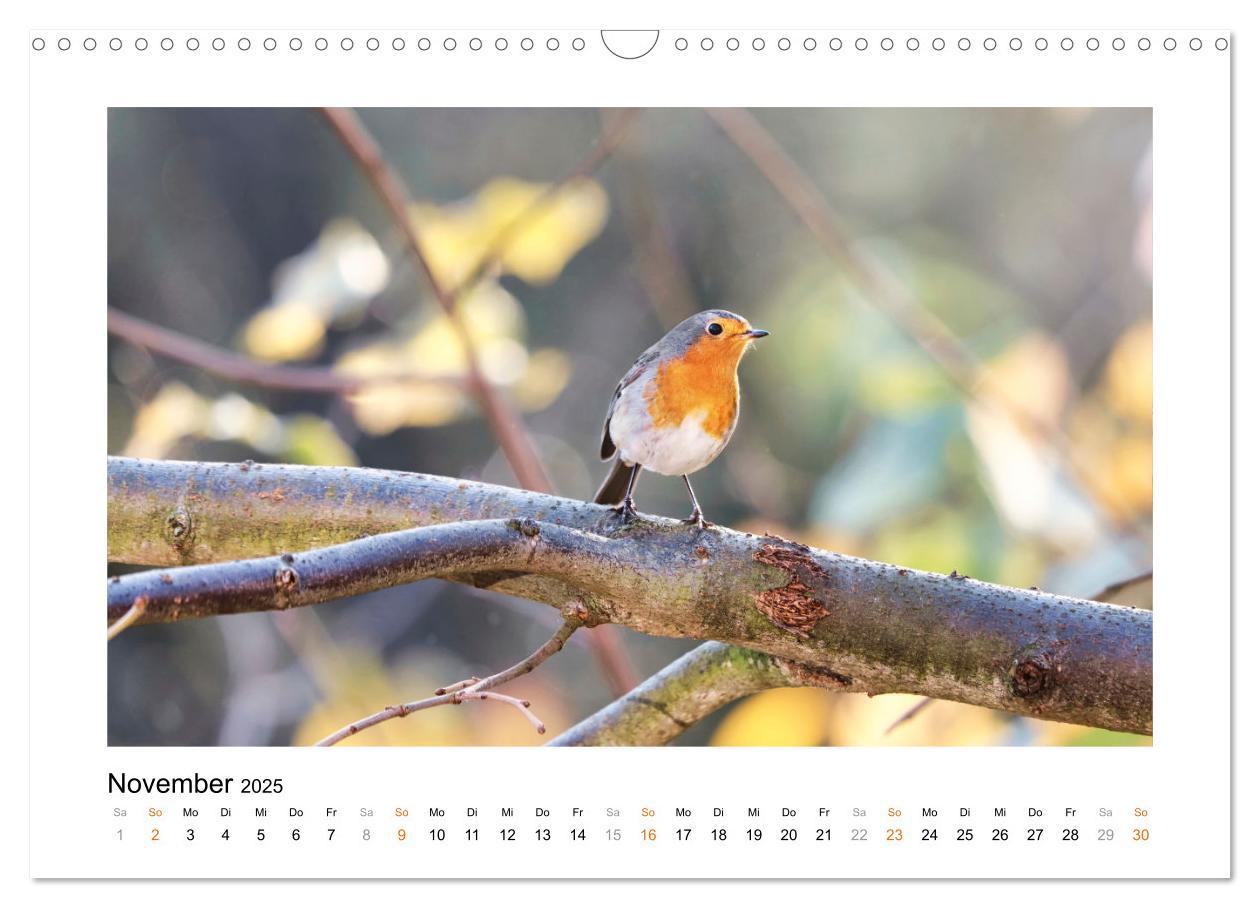 Bild: 9783383914829 | Zauberhafte Rotkehlchen (Wandkalender 2025 DIN A3 quer), CALVENDO...