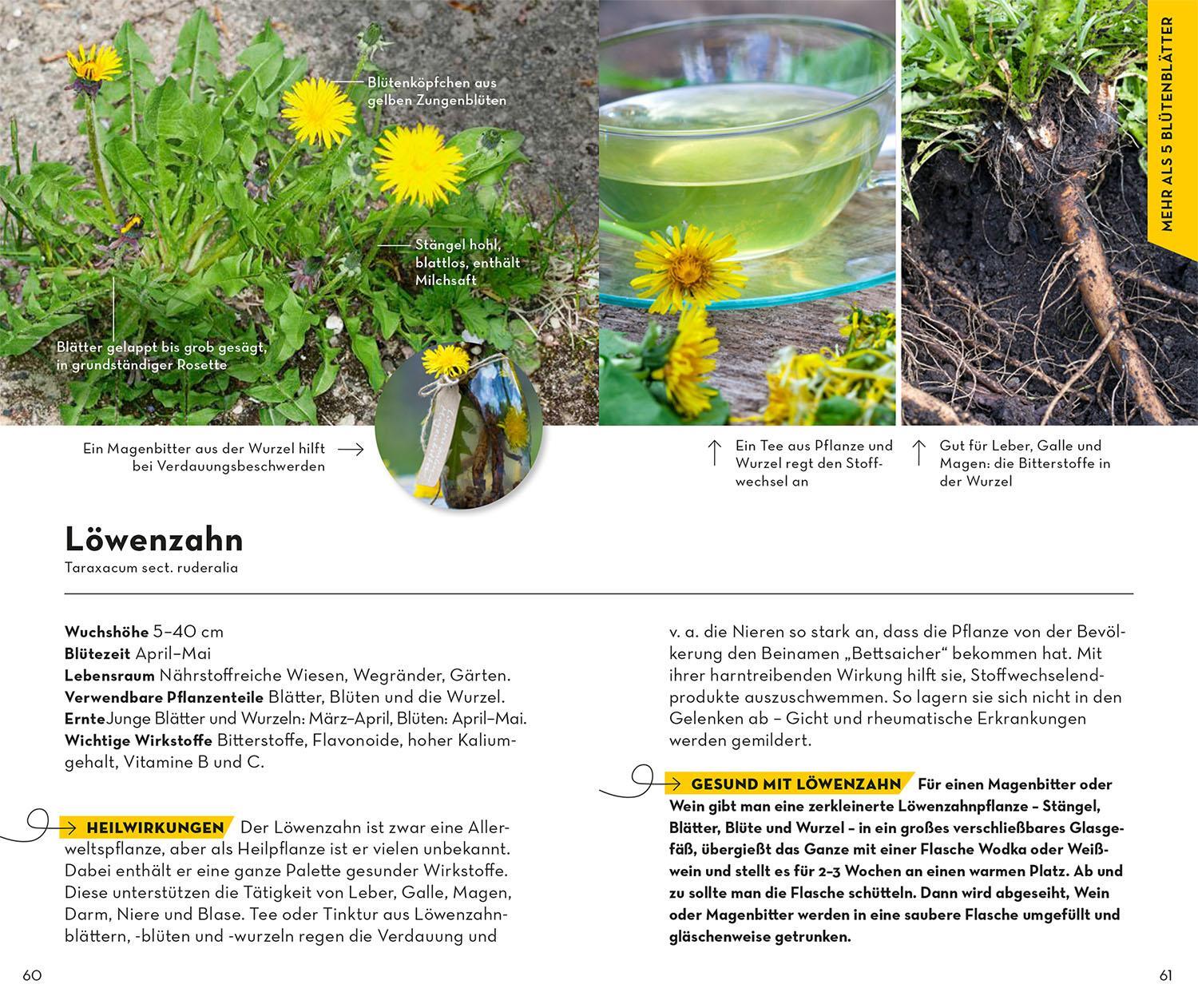 Bild: 9783440176832 | Basic Heilpflanzen | Eva-Maria Dreyer | Taschenbuch | 128 S. | Deutsch