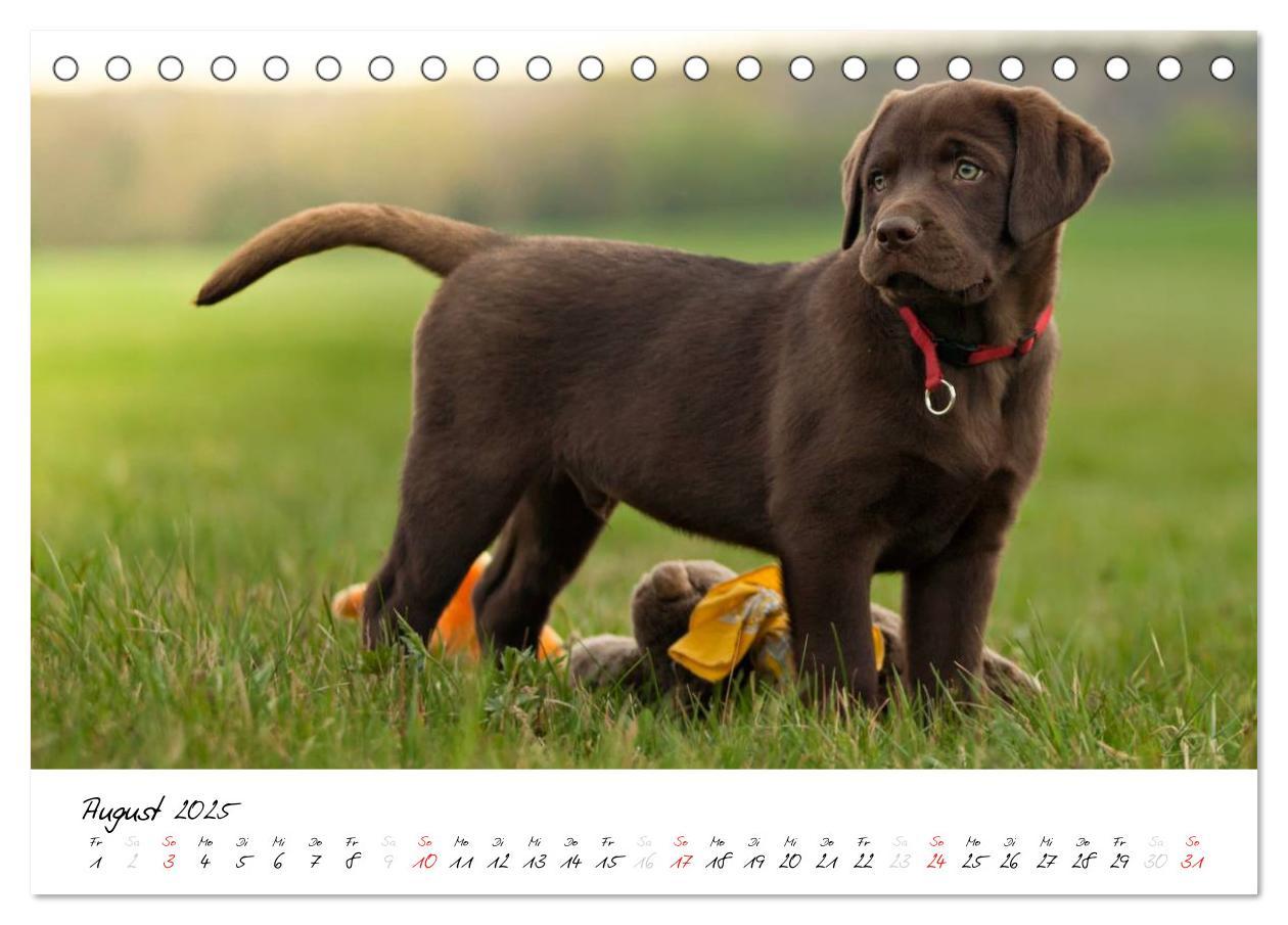 Bild: 9783435714353 | Labrador Welpe - Seelenhund (Tischkalender 2025 DIN A5 quer),...