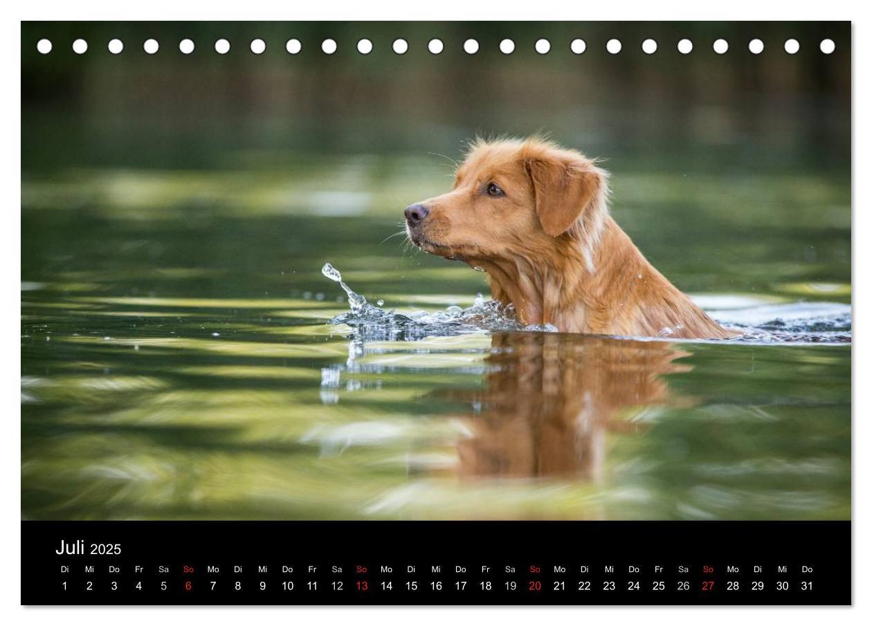 Bild: 9783435626076 | Toller - Nova Scotia Duck Tolling Retriever (Tischkalender 2025 DIN...