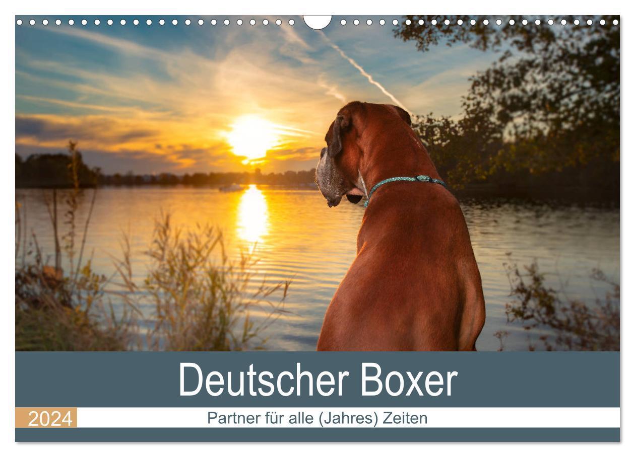 Cover: 9783675559912 | Deutscher Boxer (Wandkalender 2024 DIN A3 quer), CALVENDO...