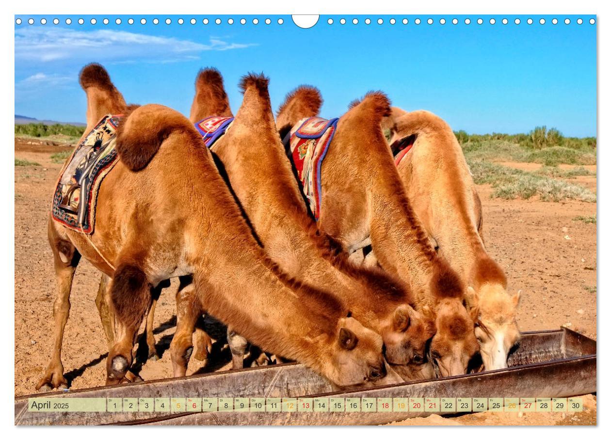 Bild: 9783435438457 | Reise durch Asien - Mongolei (Wandkalender 2025 DIN A3 quer),...