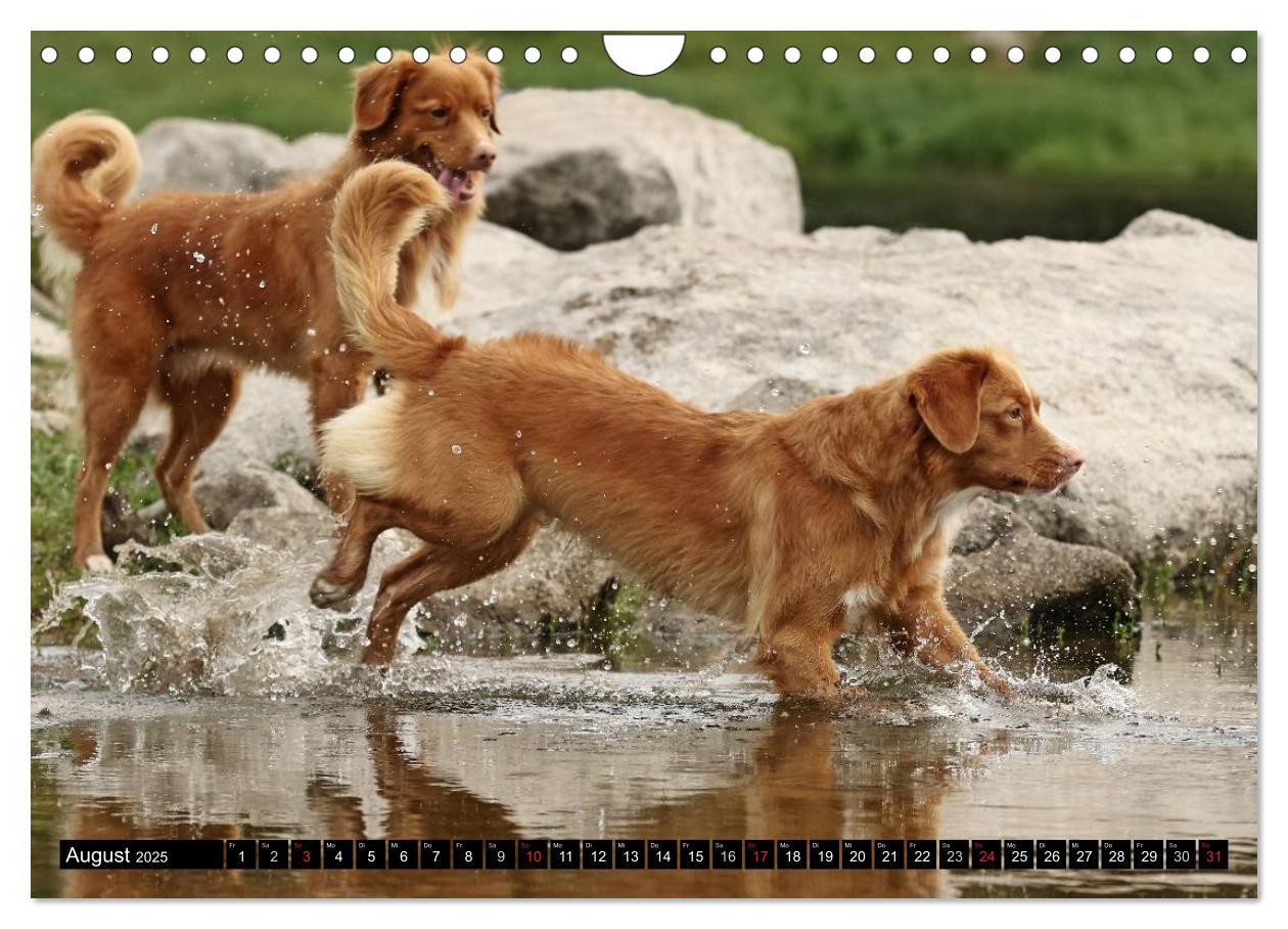 Bild: 9783435569663 | Nova Scotia Duck Tolling Retriever (Wandkalender 2025 DIN A4 quer),...