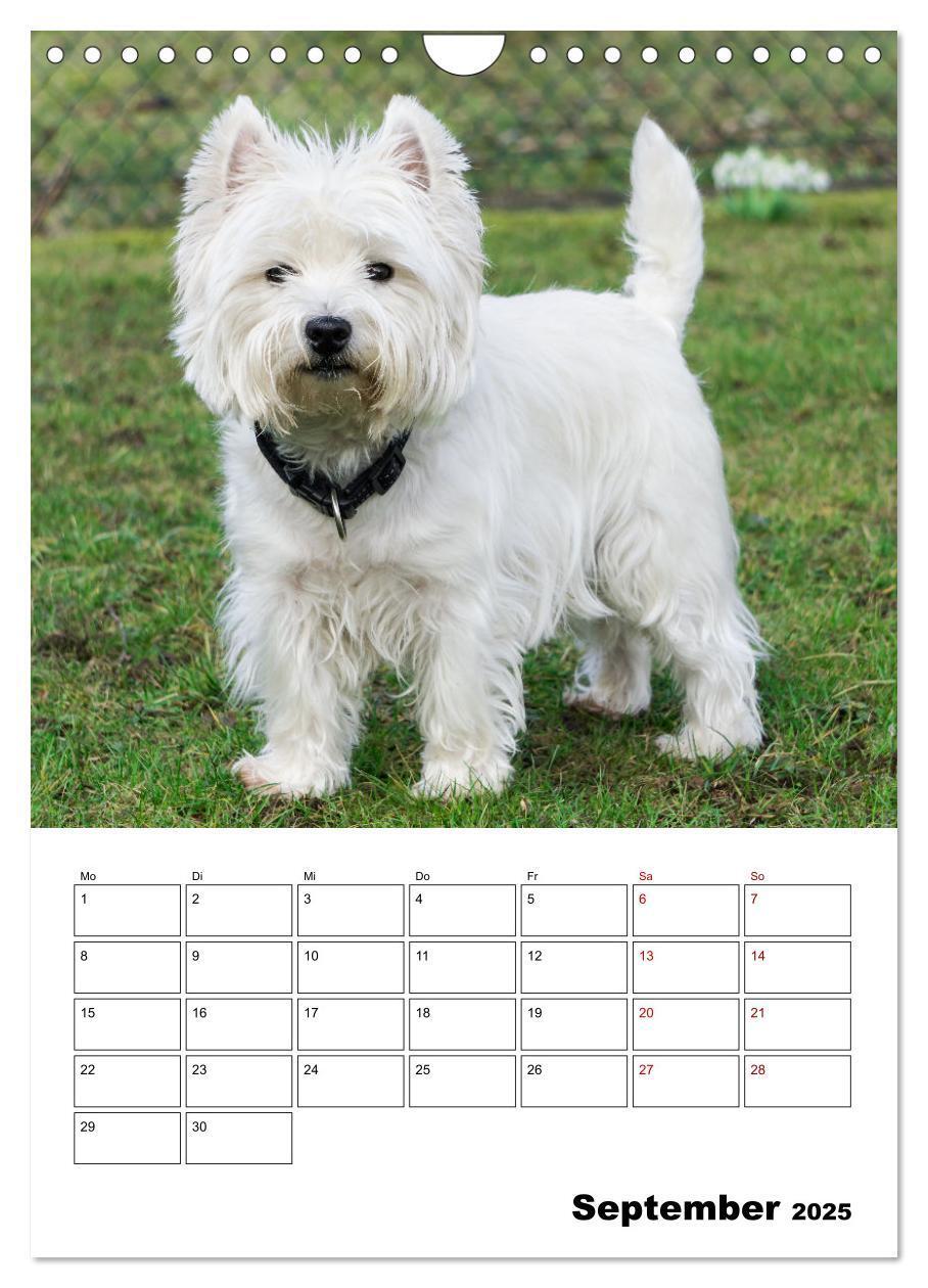 Bild: 9783435888276 | West Highland White Terrier - Herzensbrecher auf vier Pfoten...